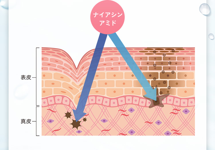 ナイアシンアミド 表皮 真皮
