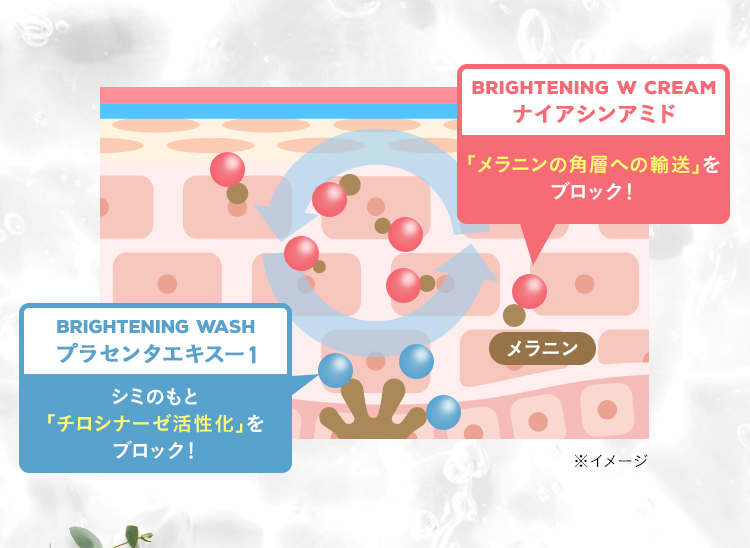 BRIGHTENING W CREAMナイアシンアミド 「メラニンの角層への輸送」をブロック！ BRIGHTENING WASHプラセンタエキスー1 シミのもと「チロシナーゼ活性化」をブロック！ メラニン ※イメージ