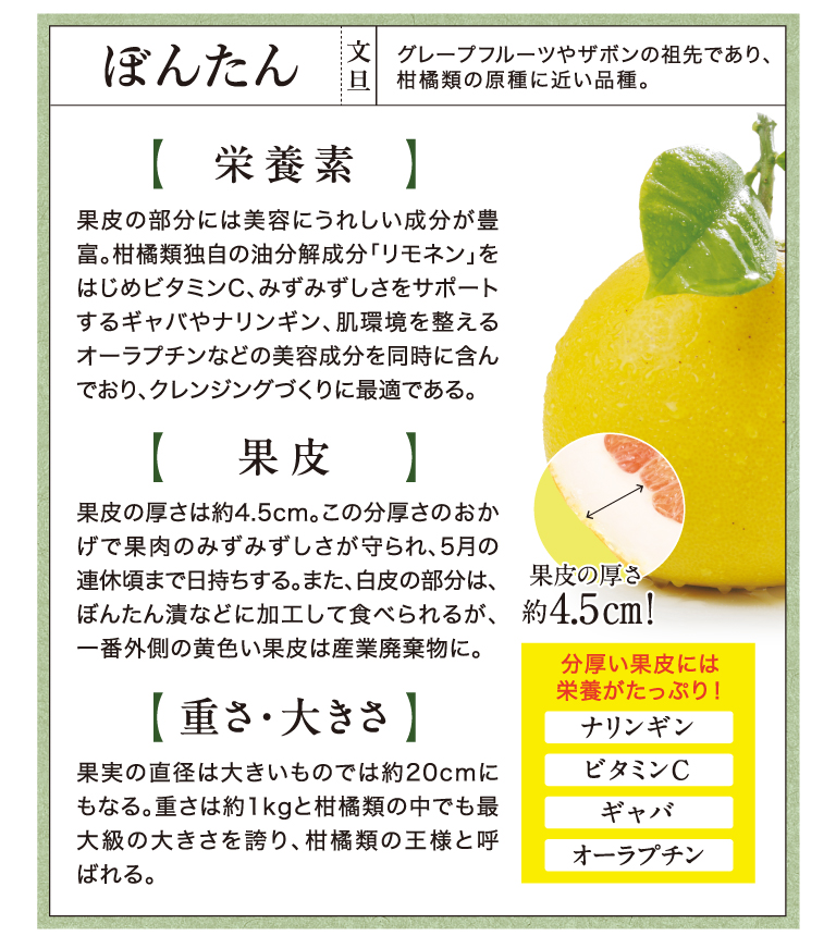 ぼんたんの栄養素果皮重さ・大きさ