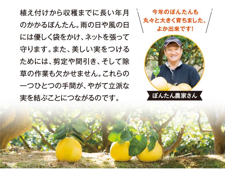 ぼんたん農家さん