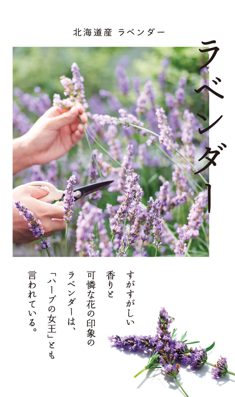 ラベンダー