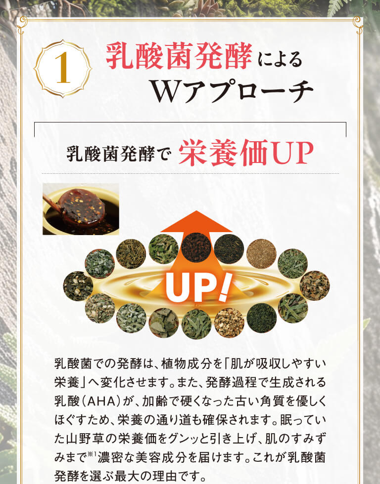 乳酸菌発酵によるアプローチ