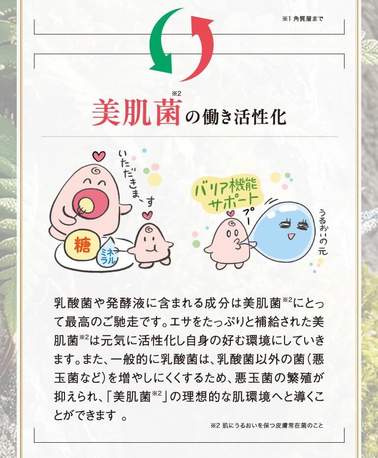 美肌菌の働き活性化