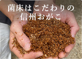 原種きのこづくしセット