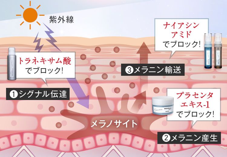 トラネキサム酸でブロック!