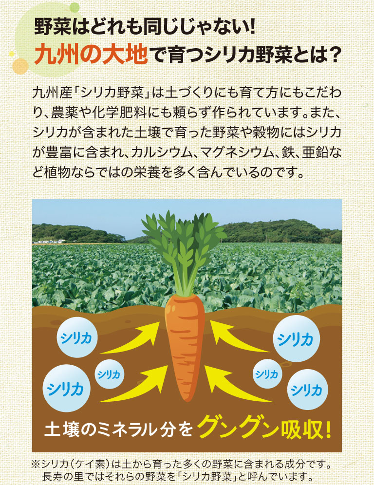 野菜はどれも同じじゃない!九州の大地で育つシリカ野菜とは？